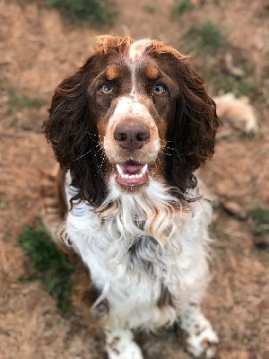 Étalon English Springer Spaniel - One margarita v. d. Jorishoeve