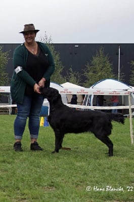 Étalon Flat Coated Retriever - CH. Onyx my precious black girl Du Domaine De Maliba