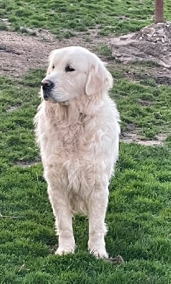 Étalon Golden Retriever - Raison d'etre de la belle lady