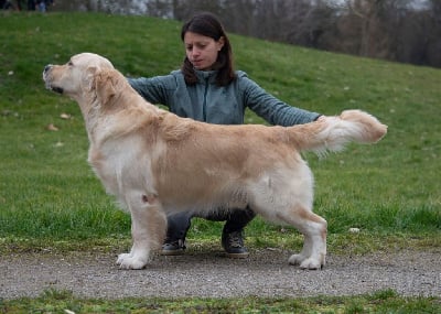 Étalon Golden Retriever - TR. CH. Once upon a dream On Highness's Way