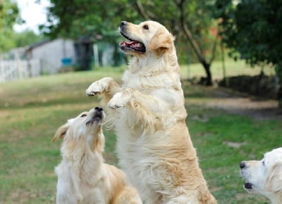 Étalon Golden Retriever - NaÏa De L'étang Au Miroir