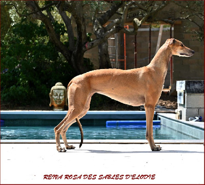 Étalon Greyhound - CH. Reiva rosa des sables d'élodie