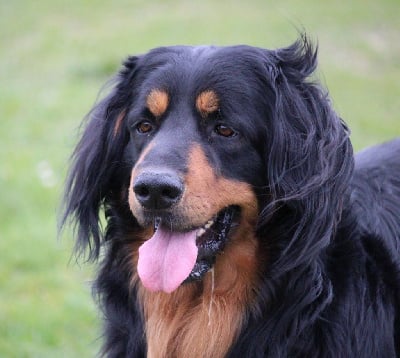 image de Rook