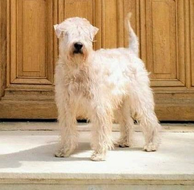 Étalon Irish Soft Coated Wheaten Terrier - CH. Sakura des Varennes Mystiques