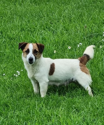 Étalon Jack Russell Terrier - Ramenta fraise Du logis de beaumanoir