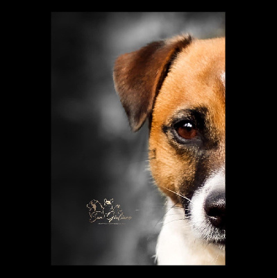 Étalon Jack Russell Terrier - Rita Di San Giuliano