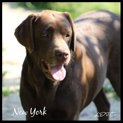 Étalon Labrador Retriever - New-york De L'Amour Des Trois Chocolats