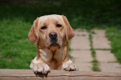 Étalon Labrador Retriever - Sucre d'orge Des Vallées De Galway