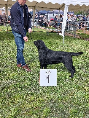 Étalon Labrador Retriever - Stela De Sonate Cras Chevalier