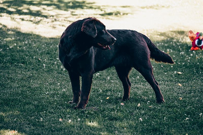 Étalon Labrador Retriever - Sologne Hunters's Roxy