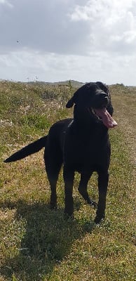 Étalon Labrador Retriever - Nikita Du Marais De Piremont