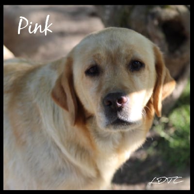 Étalon Labrador Retriever - Pink De L'Amour Des Trois Chocolats