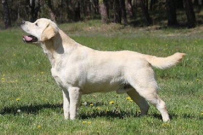 Étalon Labrador Retriever - Robin Du clos de nissa-bella