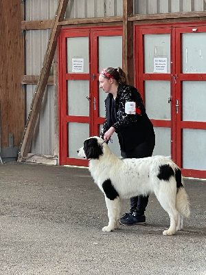 Étalon Landseer type continental europeen - Tékila Du Domaine Du Boutlande