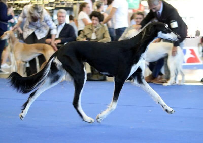 Étalon Saluki - CH. canapus Queenie