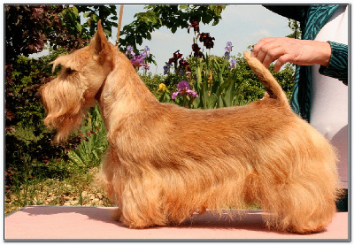 Étalon Scottish Terrier - Sydney fox du Clan des Petits Colonels