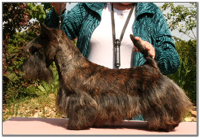 Étalon Scottish Terrier - Satan bouche un coin du Clan des Petits Colonels