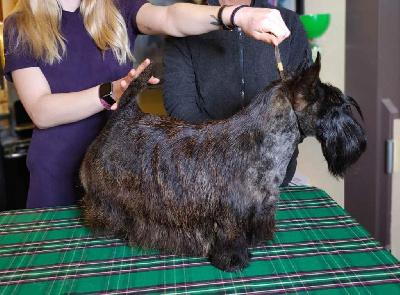 Étalon Scottish Terrier - Ray of hope du Pays des Lylows
