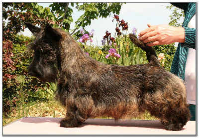 Étalon Scottish Terrier - Tempête tropicale du Clan des Petits Colonels