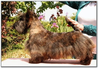 Étalon Scottish Terrier - Sois belle et tais toi du Clan des Petits Colonels