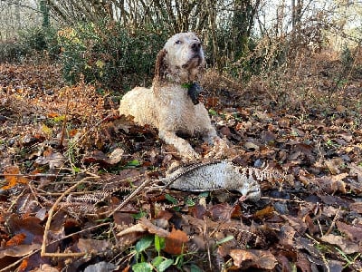 Étalon Setter Anglais - Ondine Du Domaine De Sitare