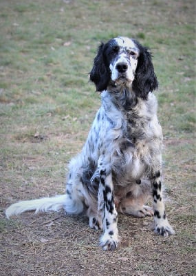 Étalon Setter Anglais - Lady des pics luchonnais