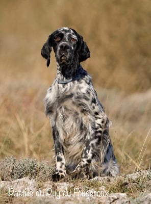 Étalon Setter Anglais - Pastille Du Puy Du Fougeroux