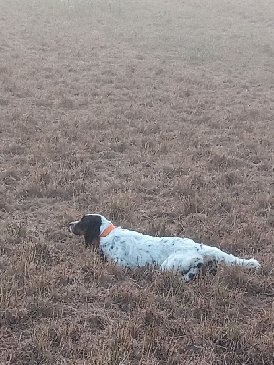 Étalon Setter Anglais - Tessie de la plume du pevèle De la plume de pevele