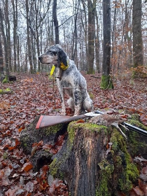 Étalon Setter Anglais - Romanche- Du Sous Bois De Balmette