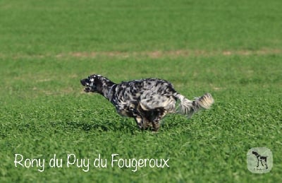 Étalon Setter Anglais - TR. Rony Du Puy Du Fougeroux