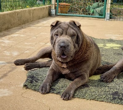 Étalon Shar Pei - Sybel (Sans Affixe)