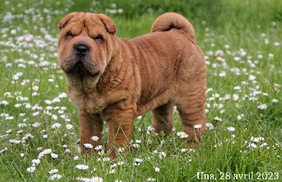 Étalon Shar Pei - Una Du Domaine D'Aurfloval