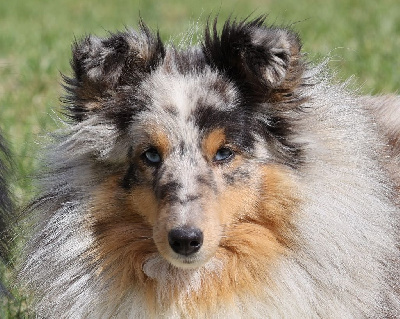 Étalon Shetland Sheepdog - Taya la bleue Du Petit Berger Sympa