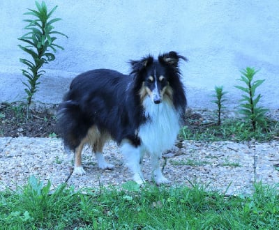 Étalon Shetland Sheepdog - Sunia De la combe berail