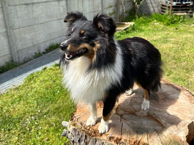 Étalon Shetland Sheepdog - Teach Des Legendes De Stagadon