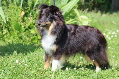 Étalon Shetland Sheepdog - Tornade-de-nuit du Royaume d'Angélique