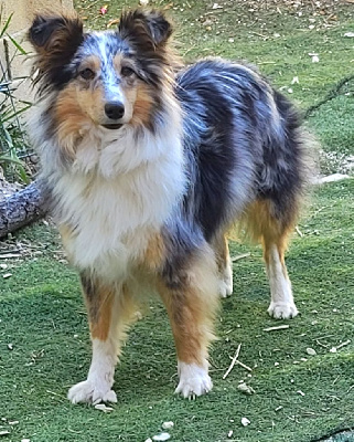 Étalon Shetland Sheepdog - Seyla saint seiya aoi de l'orchidée d'émeraude de l'Orchidée d'émeraude