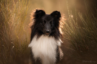 Étalon Shetland Sheepdog - blek foks Yurya