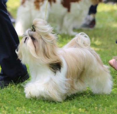 Étalon Shih Tzu - Sherrynn Land Of Pandora