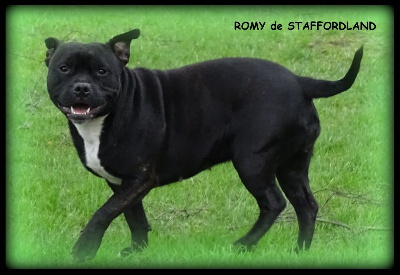 Étalon Staffordshire Bull Terrier - Staffordland Romy