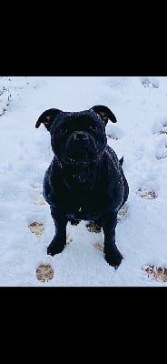 Étalon Staffordshire Bull Terrier - Royale Black Pearl Skynet