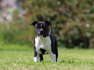 Étalon Staffordshire Bull Terrier - Killy'rena Unplanned crack for clary