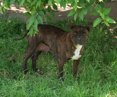 Étalon Staffordshire Bull Terrier - Siarra De la crique du Flojule