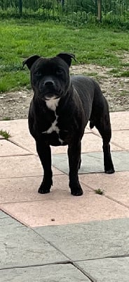 Étalon Staffordshire Bull Terrier - Corolorifamily Cn Olympia ld