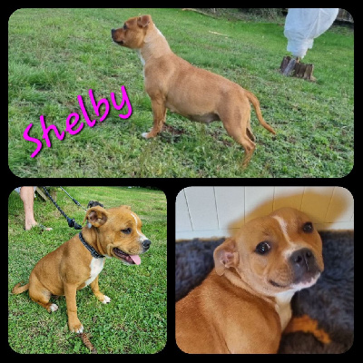Étalon Staffordshire Bull Terrier - Shelby Du Castel Des Petits Coeurs