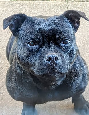 Étalon Staffordshire Bull Terrier - No woman no cry (poppy) Von damon der dunkelkraft