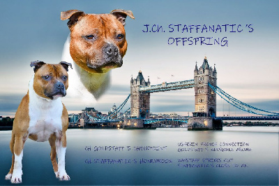 Étalon Staffordshire Bull Terrier - Staffanatic's Offspring