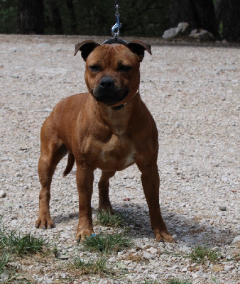 Étalon Staffordshire Bull Terrier - strongbull's knl Rosalia