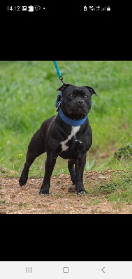 Étalon Staffordshire Bull Terrier - Legacy Staffords Mighty by nature