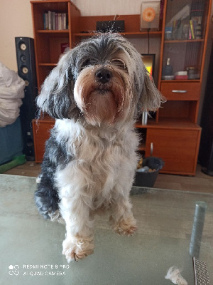 Étalon Terrier Tibetain - Dawa-niyma Lung-ta-zen